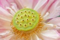 Lotus flower and seeds. Royalty Free Stock Photo