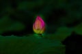 Lotus flower bud in closeup Royalty Free Stock Photo