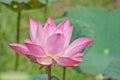 Lotus flower