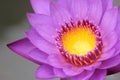 Closeup of blooming water lily