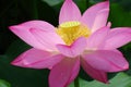 Lotus flower