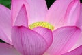 Lotus flower Royalty Free Stock Photo