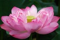 Lotus flower