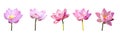 Lotus flower collections isolated on white background. File contains with clipping path so easy to work