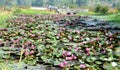Lotus flower cultivation in Bhopal