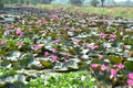 Lotus flower cultivation in Bhopal