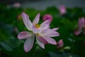 Lotus flower in early morning, Kyoto Japan. Royalty Free Stock Photo