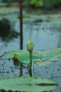 A lotus flower in early puberty, buds Royalty Free Stock Photo