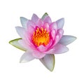 lotus flower Ellisiana or Tubtim Siam Water Lily blooming isolated on white background Royalty Free Stock Photo