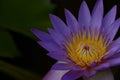 Lotus flower emphasized - 5