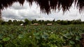 Lotus flower field, Baan Rat Samran, Ubonratchathani , Thailand.