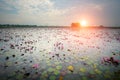 Lotus flower fields in large swamps Royalty Free Stock Photo