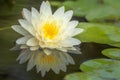 Lotus flower float on the water Royalty Free Stock Photo