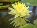 Lotus flower float on the water Royalty Free Stock Photo