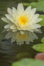 Lotus flower float on the water Royalty Free Stock Photo
