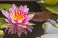 Lotus flower float on the water Royalty Free Stock Photo