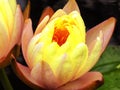 Lotus flower flowering inside Guyi garden Royalty Free Stock Photo