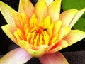 Lotus flower flowering inside Guyi garden Royalty Free Stock Photo