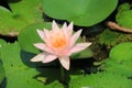 Lotus flower and frog Royalty Free Stock Photo