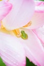 Lotus flower and frog Royalty Free Stock Photo