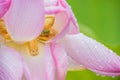 Lotus flower and frog Royalty Free Stock Photo