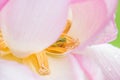 Lotus flower and frog Royalty Free Stock Photo