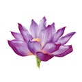 Lotus flower in a full bloom watercolor illustration. Purple water lilly blossom botanical image. Zen and meditation calm symbol Royalty Free Stock Photo