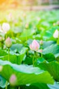 Lotus flower garden,Lotus pond with sun light effect. Royalty Free Stock Photo