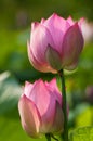 Lotus flower in green background