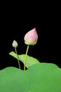 Lotus flower with green leaf isolated over black background Royalty Free Stock Photo