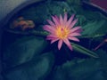 A beautiful pink lotus flower pond water leaf subtle colors Royalty Free Stock Photo