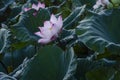 Lotus flower and green leaves lotus nature background in pond panoramic.