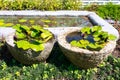 Lotud flower and green leaves in two vintage concrete flowerpot on sunshine day Royalty Free Stock Photo