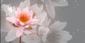 Lotus flower on grey background. Water lily flower art design. Waterlily close-up. Blooming pink aquatic flower on gray