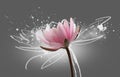 Lotus flower on grey background. Water lily flower design close up. Waterlily close-up. Blooming pink aquatic flower