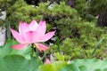 Lotus Flower at Hakusan Shrine in Niigata, Japan