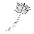 Lotus Flower. Hand drawn vector illustration of water lily in black and white colors. Drawing of Asian plant in line art Royalty Free Stock Photo