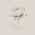 Lotus flower. Hand drawn water lily. Vector illustration. Royalty Free Stock Photo