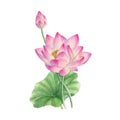 Lotus Flower illustration watercolor painting.Watercolor hand painted.illustration of a Lotus Flower isolated.