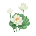 Lotus Flower illustration watercolor painting.Watercolor hand painted.illustration of a Lotus Flower isolated.