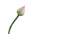 Otus flower on isolated background with clipping paths