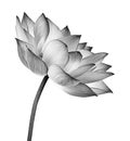 Lotus Flower Isolated On White Background