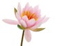 Lotus flower isolated on white background. Water lily flower close up. Waterlily close-up. Blooming pink aquatic flower