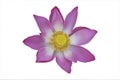 Lotus flower isolated on white Royalty Free Stock Photo