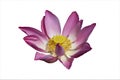 Lotus flower isolated on white Royalty Free Stock Photo