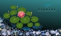 A lotus flower floating on a river and pebbles Royalty Free Stock Photo