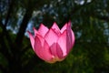 Lotus flower at Japanese garden, Kyoto Japan. Royalty Free Stock Photo