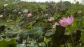 lotus flower lake landscape Royalty Free Stock Photo