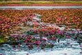Lotus Flower Lake Royalty Free Stock Photo