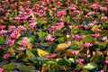 Lotus Flower Lake Royalty Free Stock Photo